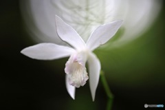 Urn Orchid