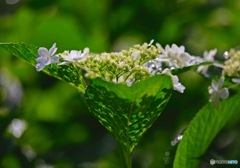 Hydrangea wrapping by leaves