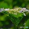 Hydrangea wrapping by leaves