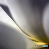 Curve_WL 