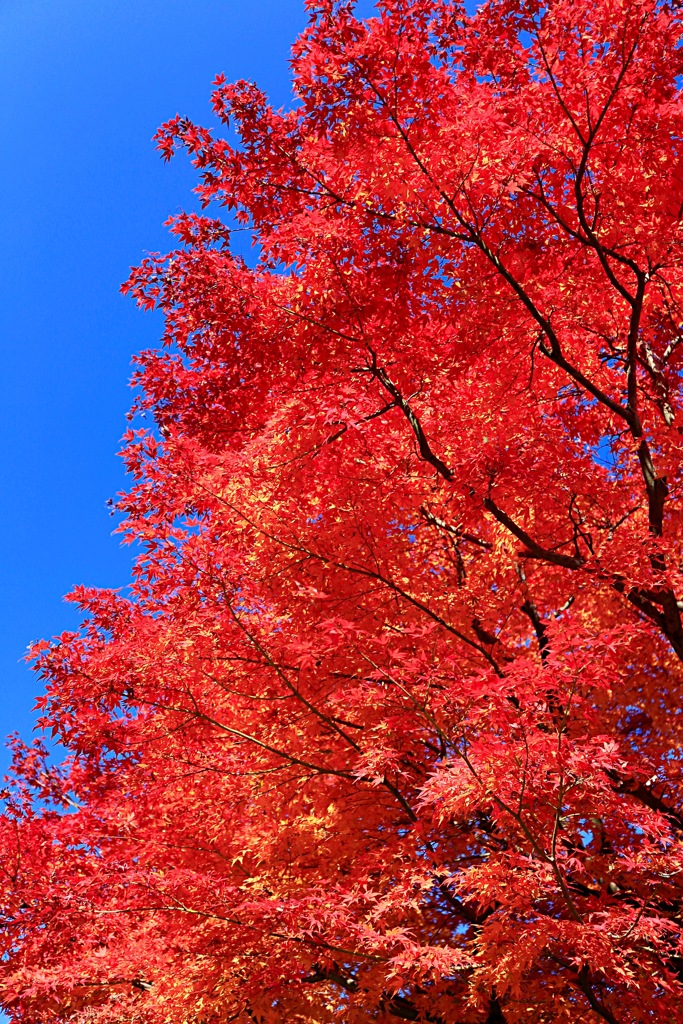 青空に映える紅葉