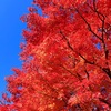 青空に映える紅葉