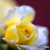 薔薇
