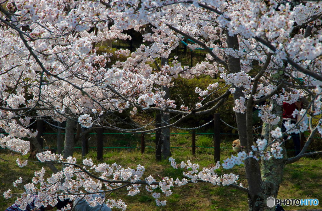 散歩を桜花