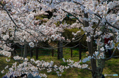 散歩を桜花