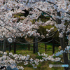 散歩を桜花