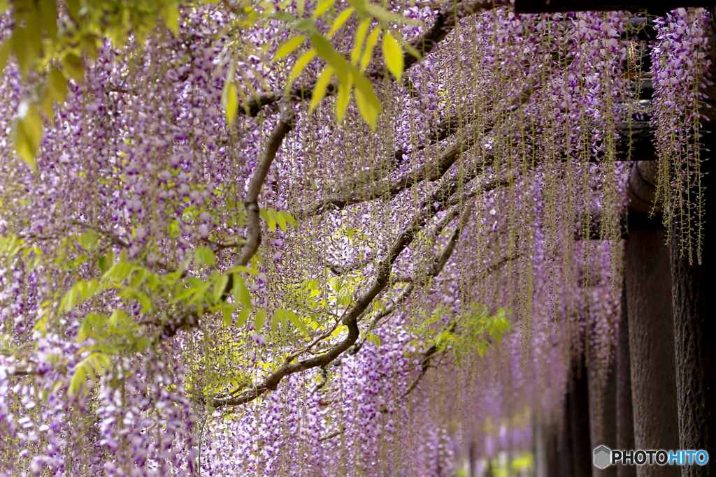 藤時雨