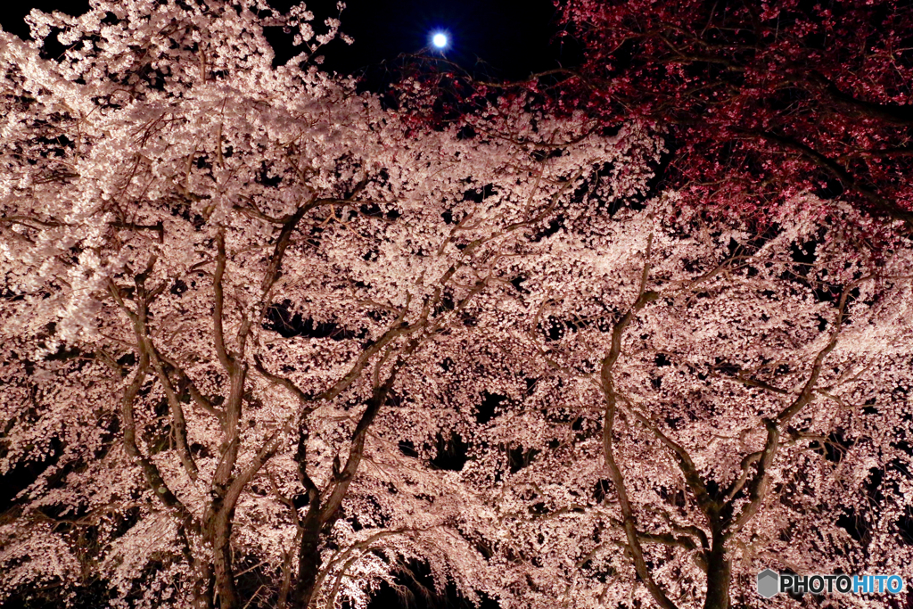 桜花地図