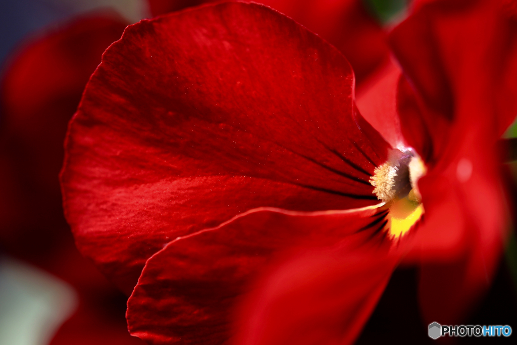 Pansy