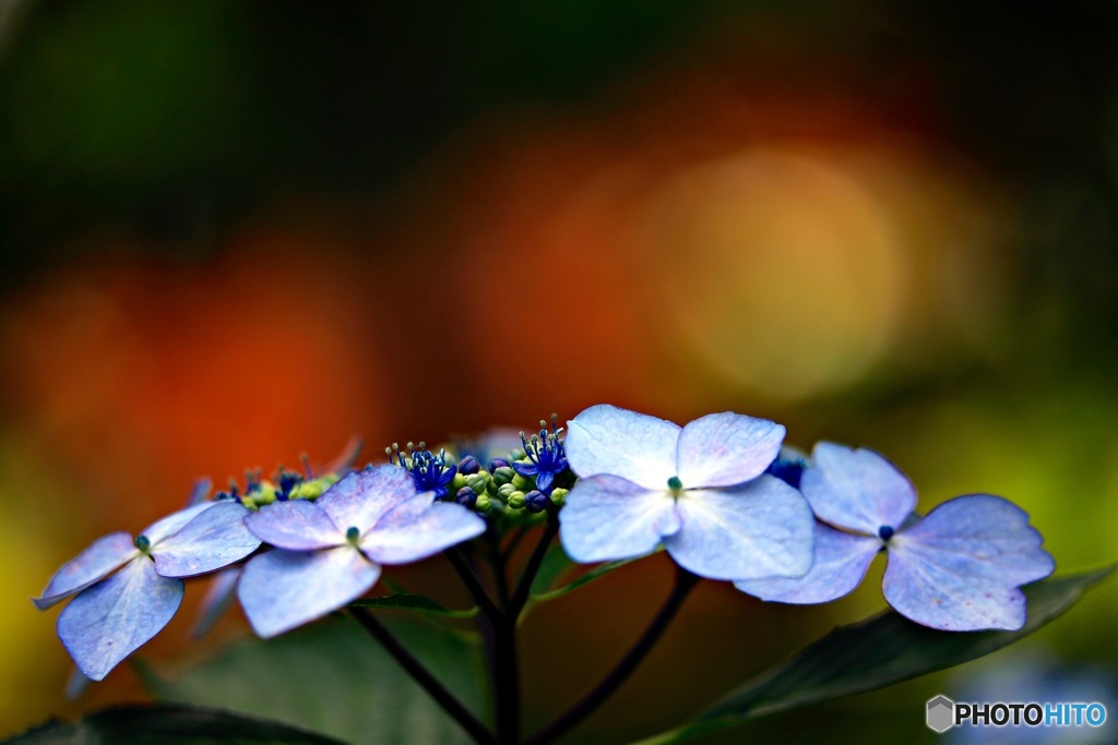 紫陽花