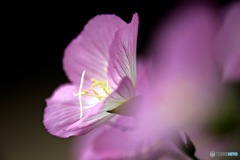 Pink evening primrose