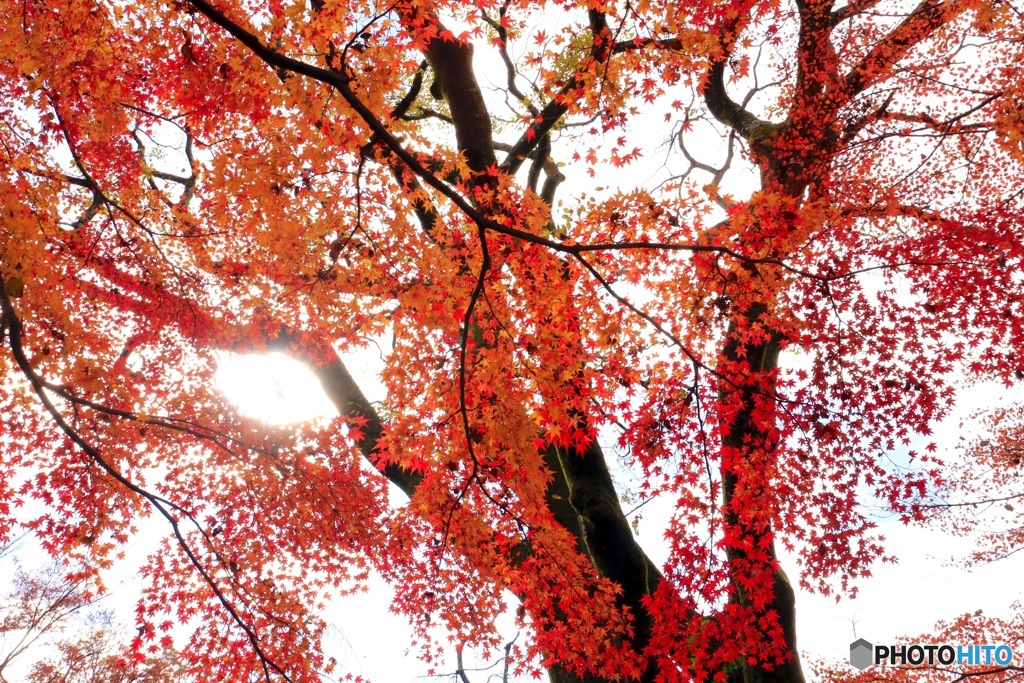 紅葉透過光