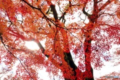 紅葉透過光