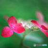 紫陽花8c