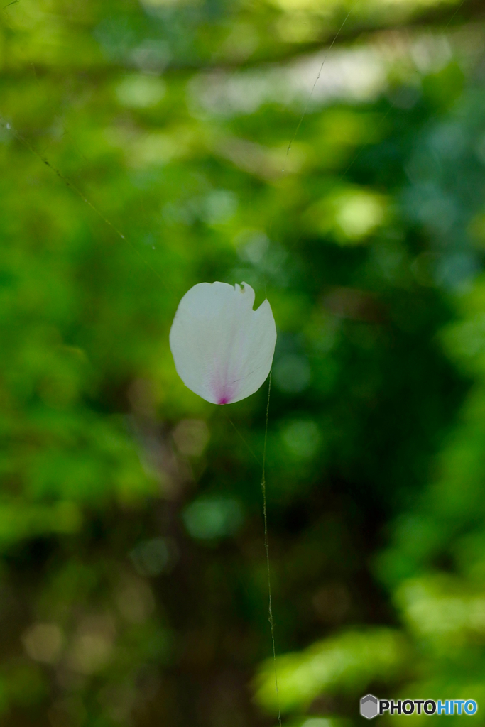 桜散る