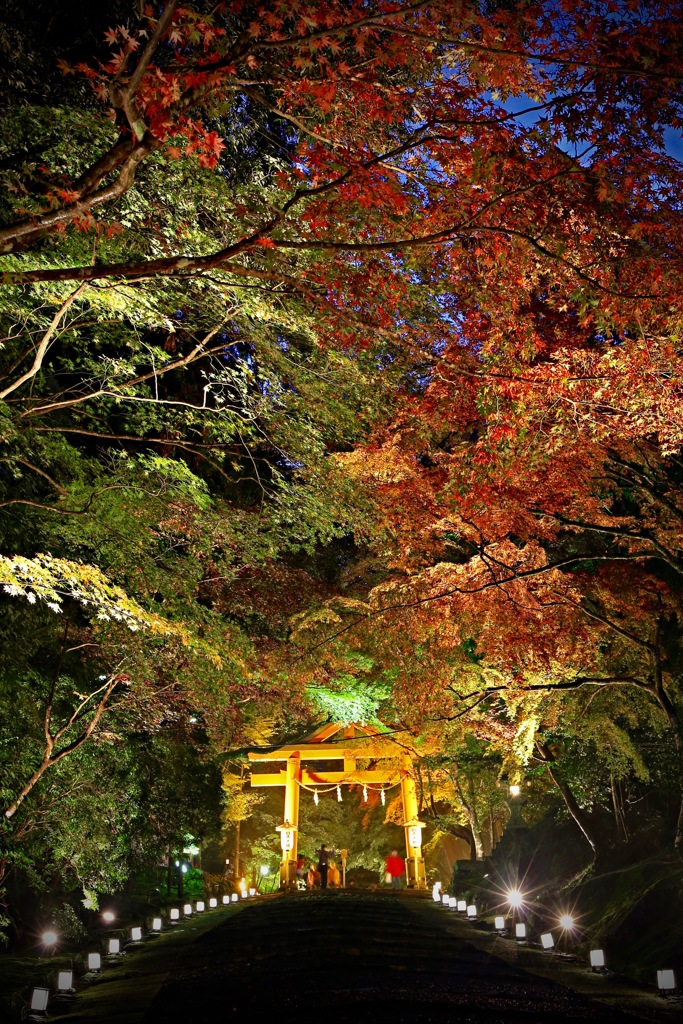 紅葉の滑走路