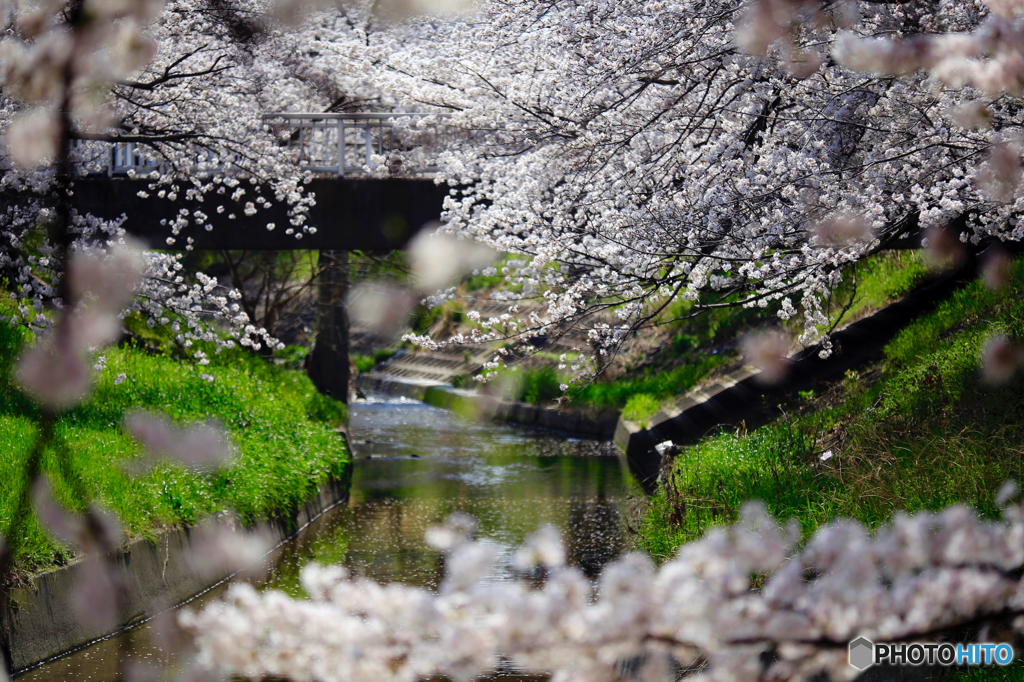川面
