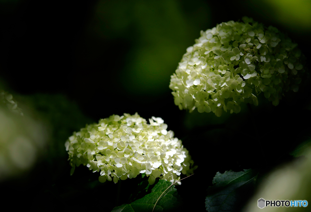 紫陽花8f