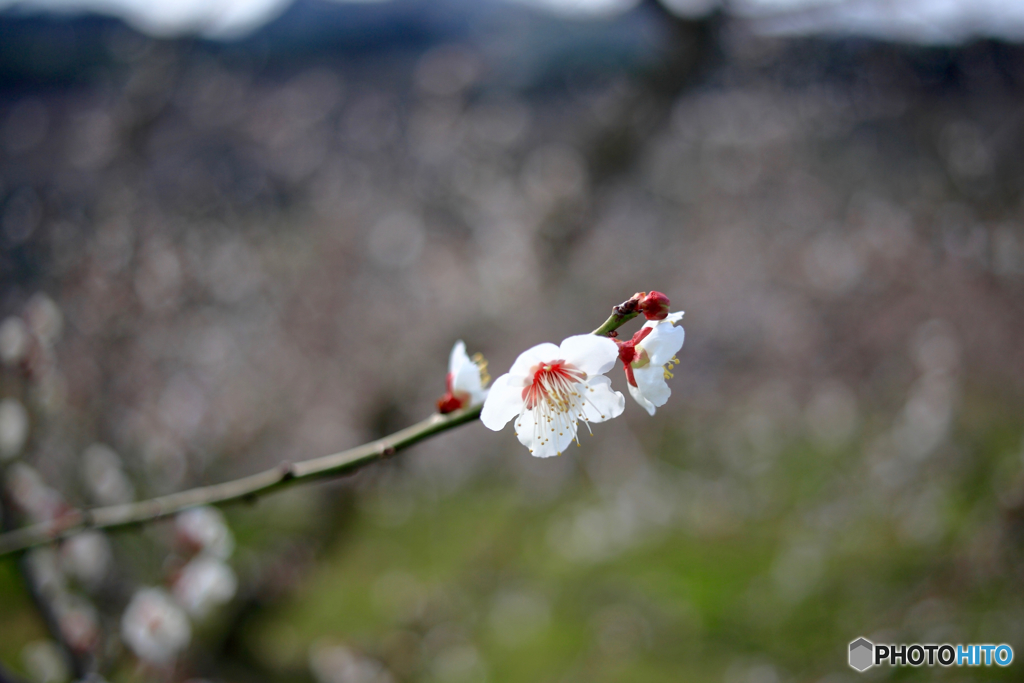 際立って