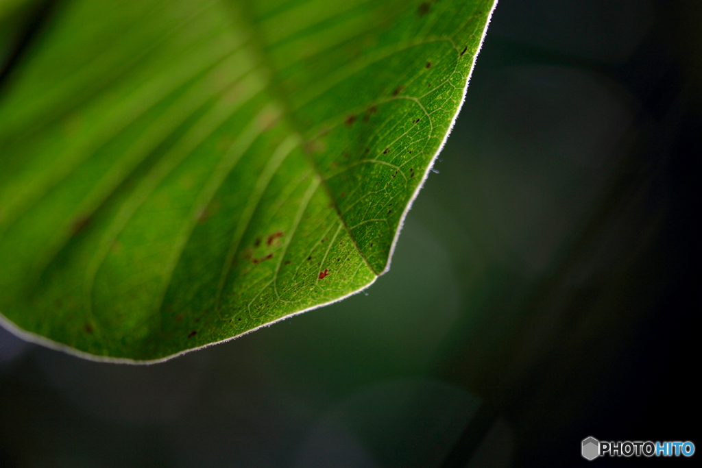 Edge of the leaf