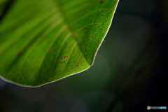 Edge of the leaf