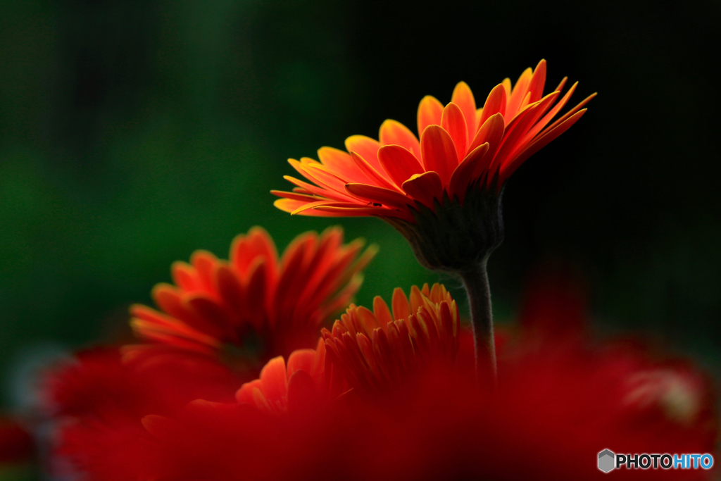 Deep & Vivid