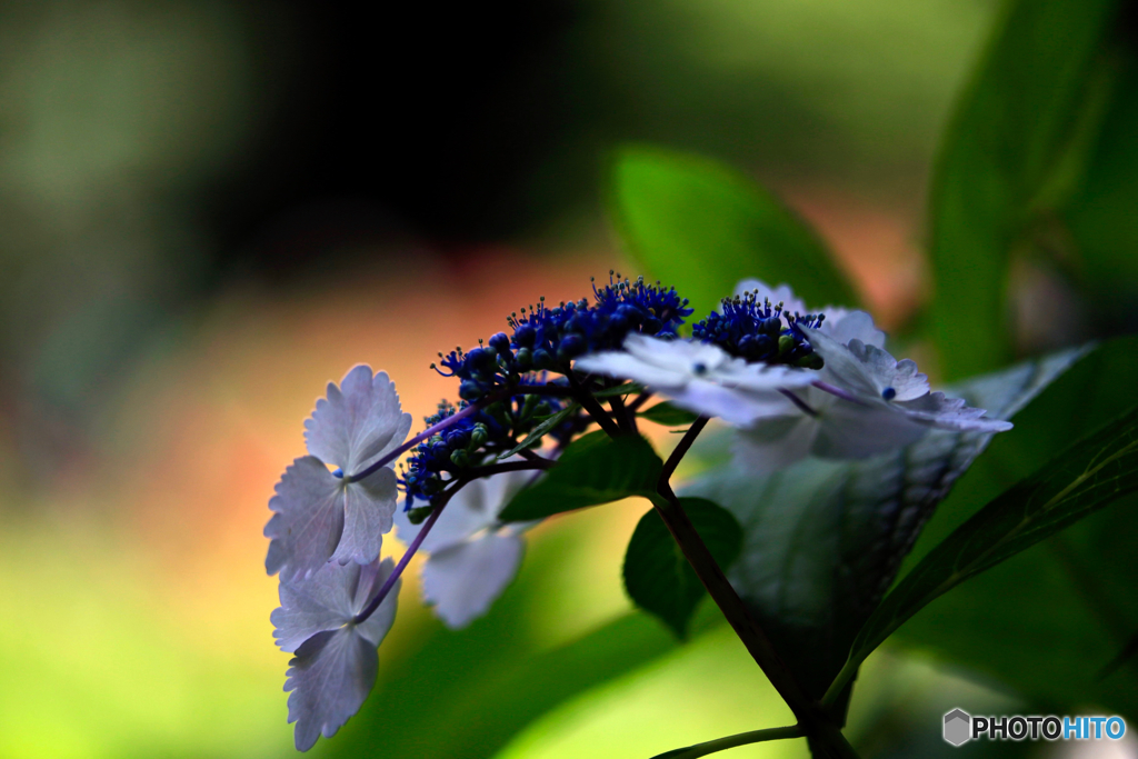 紫陽花8h