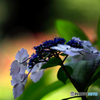 紫陽花8h