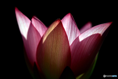 華麗2