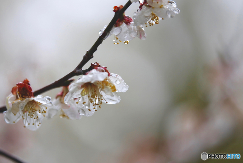雨中花 