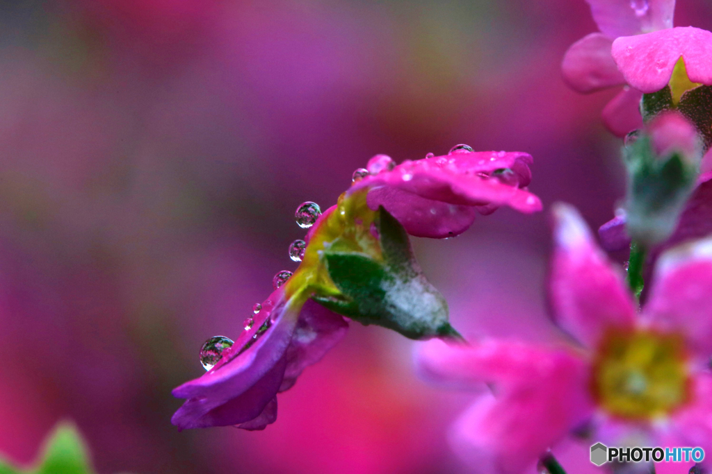 華やかに