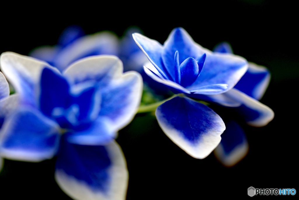 紫陽花９