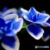 紫陽花９