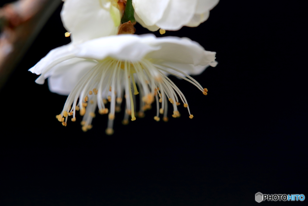 花心