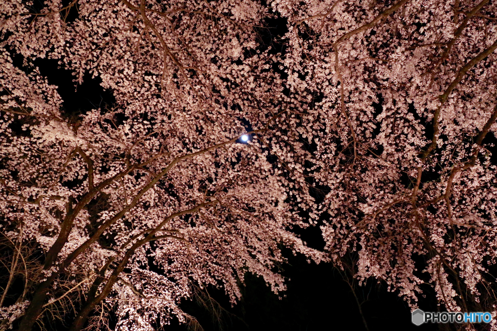 天上の月