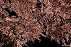 天上の月