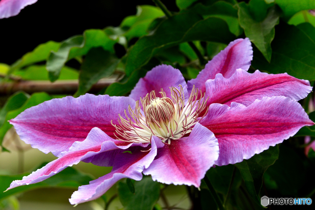 花芯