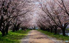 お花見