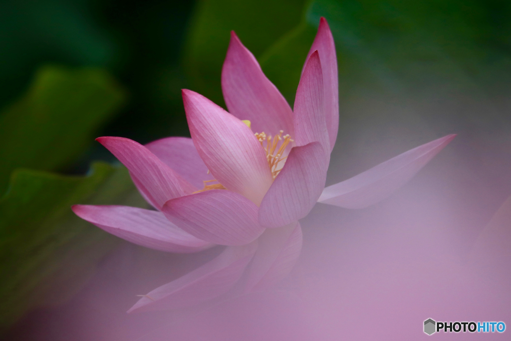 華麗に