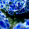 Cobalt bule