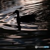 Silhouette