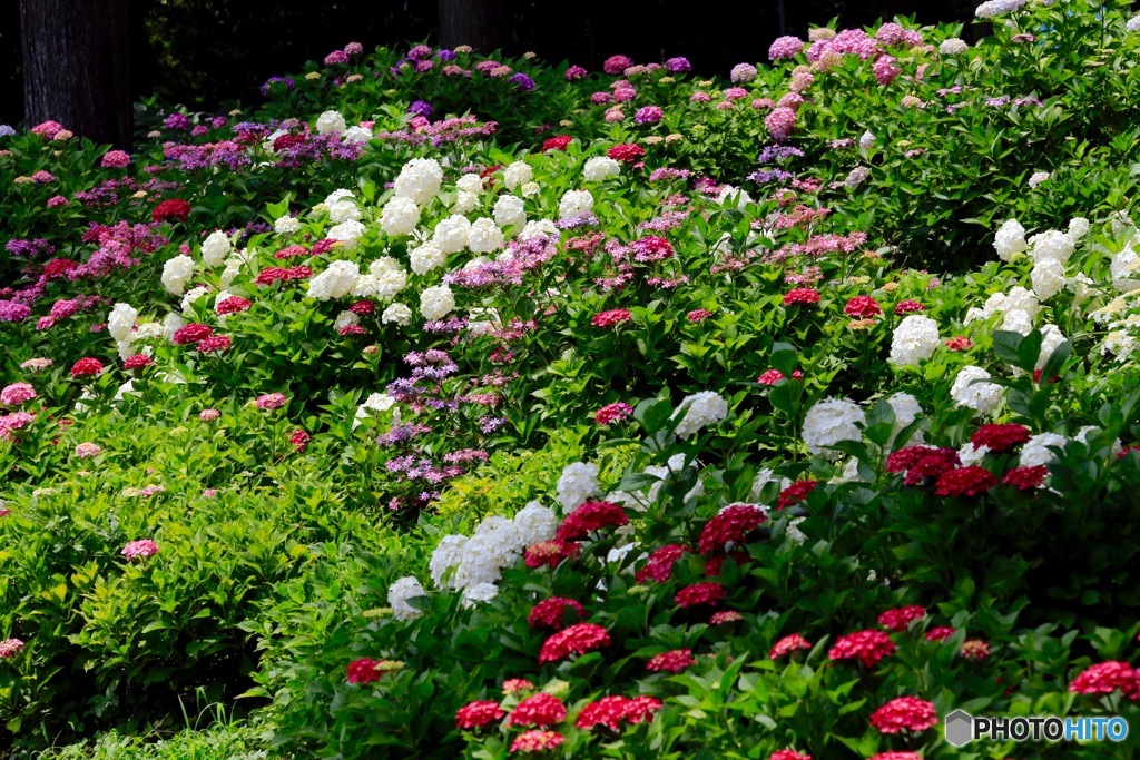 紫陽花１０