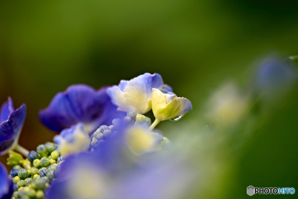 紫陽花４