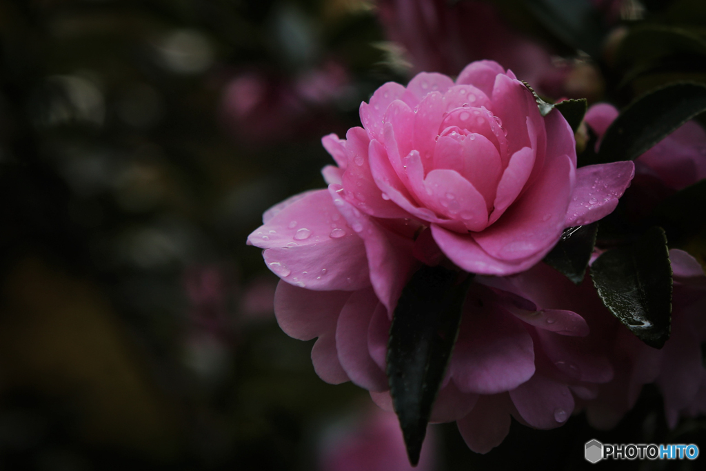 山茶花