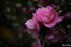 山茶花