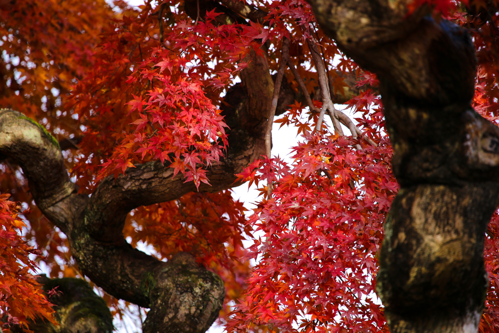 紅の秋
