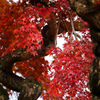 紅の秋