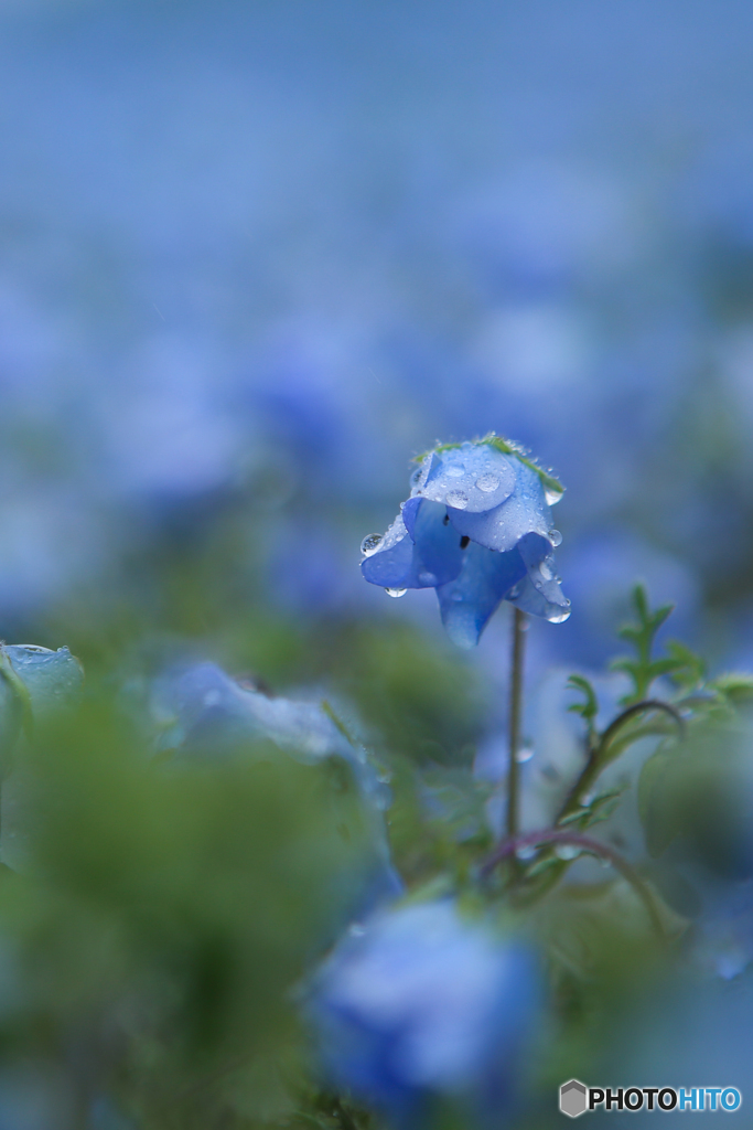 春の涙