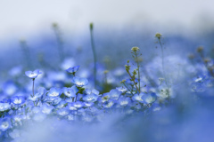 Blue Dream