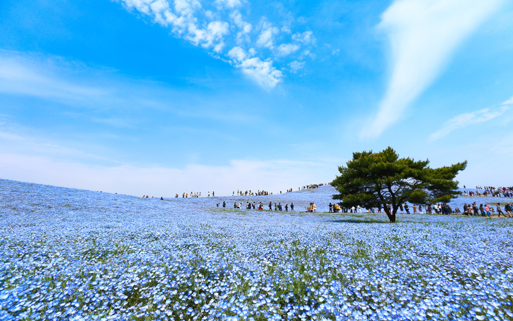 Blue on Blue